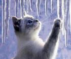 Котенок, играя со льдом